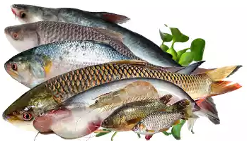 Fresh Fish